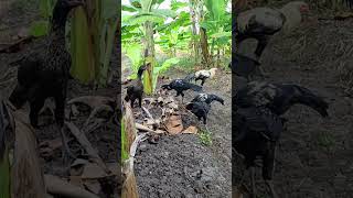 வாழைமர நிழலில் நாட்டுக்கோழி வளர்ப்பு #நாட்டுக்கோழி #chicken #farm #banana #farming #nature #ideas