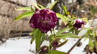 Snow day update and some early blooms. #gardening #pnwgardening #pacificnorthwest