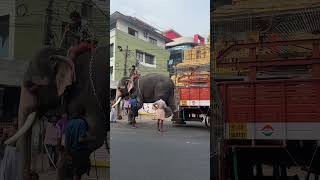 Elephant  NGK #ngk #elephant #youtubeshorts #shorts