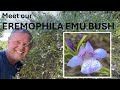 BIGNONIA EMU BUSH Eremophila bignoniiflora, Coto de Caza