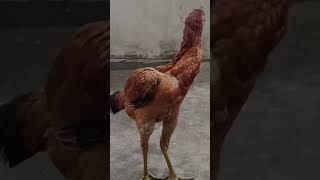 జాతి కోడి పెట్ట  🐓pls subscribe