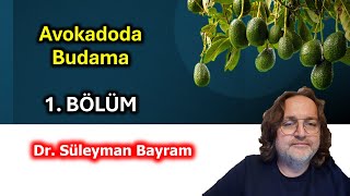 SEMİNER: Avokadoda Budama 1. Bölüm