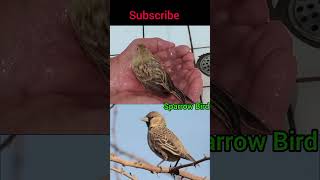 Sparrow Bird #youtubeshorts #viralshorts