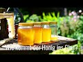 Wie kommt der Honig ins Glas? #Kita@Home