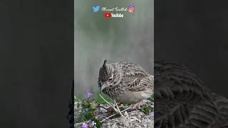 Tepeli Toygar | Crested Lark | Nikon Z9 | Nikon Z 600mm f4 TC VR S | Eskişehir