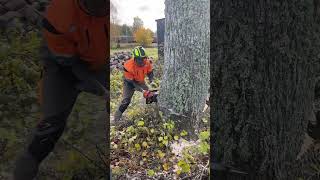 Валим огромную липу между домом и контейнерам#вальщик #chainsawman#husqvarna#stihl#лесоруб#arborist