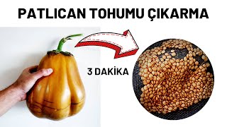 PATLICAN TOHUMU NASIL ALINIR ?