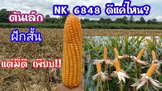 NK 6848 ดีแค่ไหน? เกี่ยวแล้วจ้า สายพันธุ์นี้ฝักสั้นแต่มีดีเพียบ!!#ปลูกข้าวโพดเลี้ยงสัตว์##ข้าวโพด#