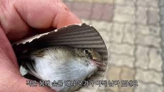 길가 한구석에 죽어있는 작고 사랑스러운 새를 묻어줬어요 I buried a lovely little bird dead in a corner die of the street