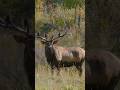 Bowhunting a Massive Elk