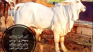 Brehman bachra for sale pak patan ke jane mane breedars