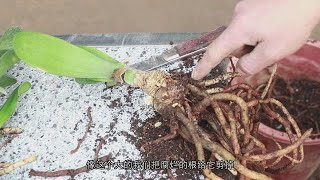 君子兰分株，一盆变十盆，没有根也能活！【养花的师傅】