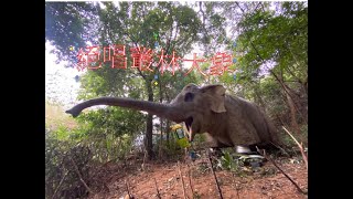 絕唱叢林中的大象/城門水塘非一般水退白千層尋石記The elephant in the jungle  Shing Mun Reservoir's unusual water retreat