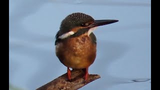 カワセミ調布地区２番子の２番目 2023 08 24