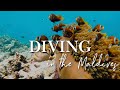 DIVING IN THE MALDIVES 🐠🐟🦈🐢 : Best spot in the world for scuba diving in 2021 (4K VIDEO)