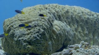 Seeking shelter up a sea cucumber's bottom - World's Weirdest Events: Episode 5 - BBC