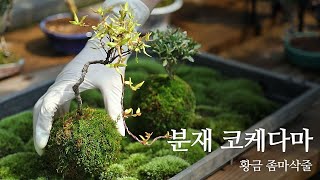 분재 코케다마 황금 좀마삭줄│Purda Bonsai