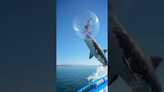 Real Shark playingWith Man inside balloon #shortvideo