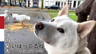 柴犬柿丸 最強のガチョウ組【オランダ / 環境音 / 4K】Kaki-Maru the Shiba Inu