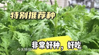 推荐秋冬季必种的蔬菜，无虫害易种好吃，种一次秋天吃到春天