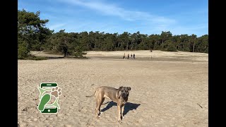 Wandelroute Sahara Ommen Overijssel gele wandelroute 6,8km