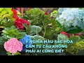 Ý NGHĨA MÀU SẮC HOA CẨM TÚ CẦU KHÔNG PHẢI AI CŨNG BIẾT