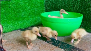 Chicks and ducklings playing | Ducklings Swimming | Funny Animals video