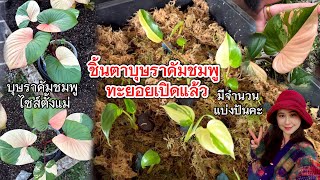 ชิ้นตาเสน่ห์จันทร์บุษราคัมชมพู ทะยอยเปิดใบ เชคราคา มิถุนายน 2567