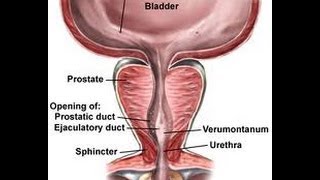 prostate gland anatomy,function ,and controle of growth