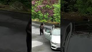 Hilarious Bear Breaks Into Mercedes!