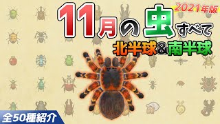 【あつ森】11月に捕れる虫を全て紹介！出現場所や時間、値段、雨など特殊条件についても徹底解説！サソリやタランチュラなどレア虫が大量【あつまれどうぶつの森　11月の虫図鑑コンプリート】