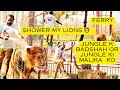 Lions ko Shower kesy karaya jata ha|Asif shero wala| Afrcian lions shower time.