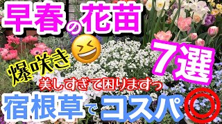 【宿根草】オススメすぎる春苗7選🌸/ 2,3月から爆咲きする早春の花苗です✨/ 宿根草だから毎年楽しめます☺️これも植えっぱなしでOKなの？！夏越しのコツもお教えします【ガーデニング】