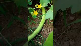 ककड़ी की खेती।ककड़ी की खेती कैसे करे ।।my garden ।।kitchn garden #shorts