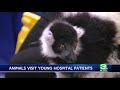 feathers scales and fur children at sacramento hospital get special visit