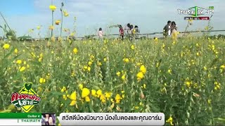 สัมผัสความเหลืองอร่ามที่ทุ่งปอเทือง | 18-12-61 | ตะลอนข่าวเช้านี้