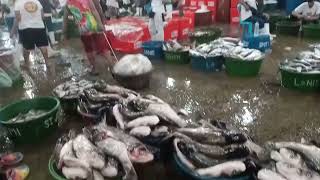 # navotas fish port complex mga murang isda gaya Ng bngus. tilipia at imilda atbp .. ♥️