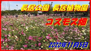 長居公園 長居植物園 コスモス畑 2020年11月5日