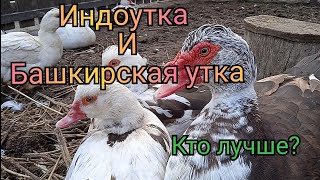 Башкирские утки и мускусные утки. Кого оставлю и почему. Ответы на вопросы