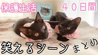 【保護子猫】保護生活４０日！印象的なシーン総集編