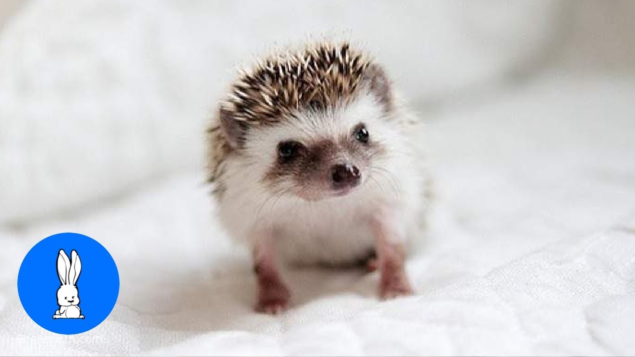 Newborn Hedgehog