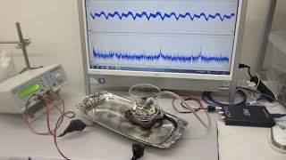 超音波制御による、表面弾性波の伝搬実験