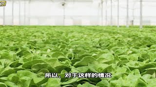 种菜不会浇水和施肥？记住这些口诀，你就是种植能手