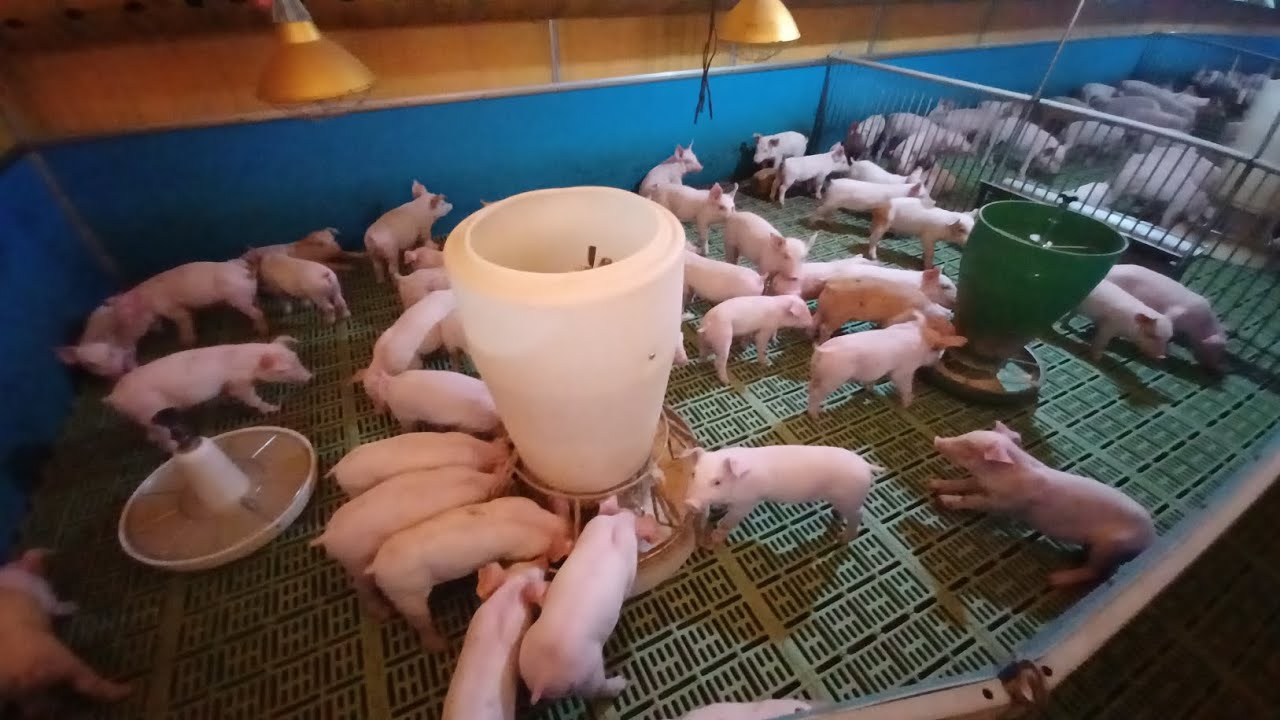 Pigfarmvideo Pigs Youtube