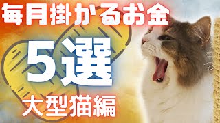 猫のお金事情5選。毎月どのくらいお金がかかるのかまとめてみた【ノルウェージャンフォレストキャット】