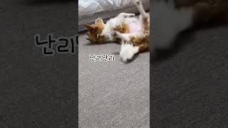 흔한 강아지가 바닥에 몸을 비비는 이유 #dog #puppy