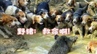 99只猎犬攻击1头野猪，野猪被逼的直接跳河，可怜又想笑是咋回事