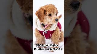 飼いやすい犬種5選！高齢者でも安心して飼えるワンちゃんたち🐶✨