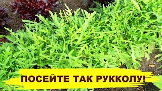 ПОСЕЙТЕ ТАК РУККОЛУ, ПОЛУЧИТЕ ХОРОШИЙ УРОЖАЙ! Выращивание рукколы из семян