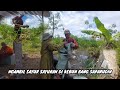 MENGAMBIL SINGKONG DI KEBUN BANG SAPARUDIN